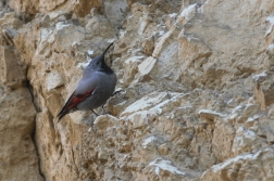 Zedníček skalní  (Trichodroma  muraria )