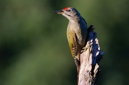 Žluna šedá  ( Picus canus )