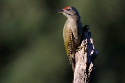 Žluna šedá  ( Picus canus )