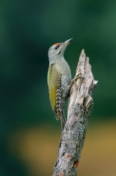 Žluna šedá  ( Picus canus )