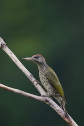 Žluna zelená  ( Picus viridis  )