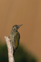 Žluna zelená  ( Picus viridis  )