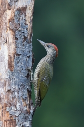 Žluna zelená  ( Picus viridis  )