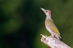 Žluna zelená  ( Picus viridis )