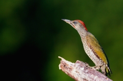 Žluna zelená  ( Picus viridis )