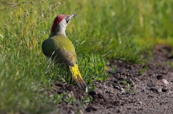 Žluna zelená  ( Picus viridis )