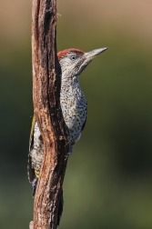 Žluna zelená  ( Picus viridis )