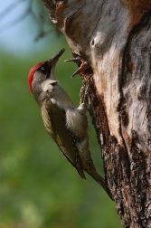 Žluna zelená  ( Picus viridis )