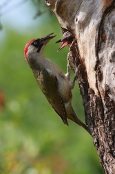 Žluna zelená  ( Picus viridis )