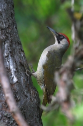 Žluna zelená  ( Picus viridis )