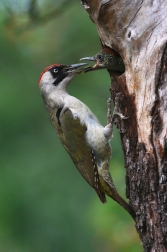 Žluna zelená  ( Picus viridis )