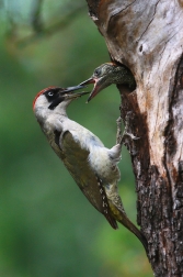 Žluna zelená  ( Picus viridis )