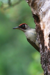 Žluna zelená  ( Picus viridis )