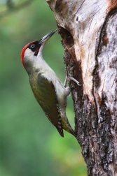 Žluna zelená  ( Picus viridis )