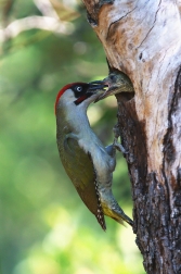 Žluna zelená  ( Picus viridis )