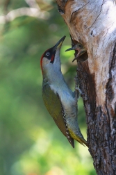 Žluna zelená  ( Picus viridis )