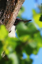 Žluna zelená  ( Picus viridis )