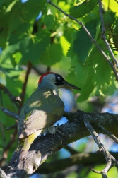 Žluna zelená  ( Picus viridis )