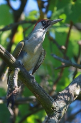 Žluna zelená  ( Picus viridis )