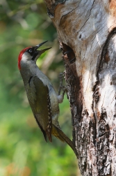 Žluna zelená  ( Picus viridis )