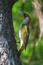 Žluna zelená  ( Picus viridis )