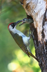 Žluna zelená  ( Picus viridis )