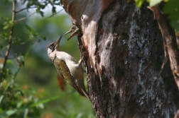 Žluna zelená  ( Picus viridis )