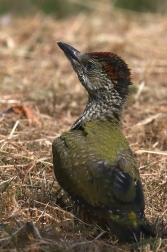 Žluna zelená  ( Picus viridis )