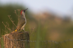 Žluna zelená  ( Picus viridis )