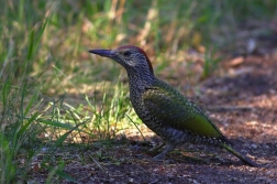 Žluna zelená  ( Picus viridis )