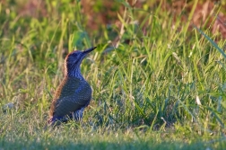 Žluna zelená  ( Picus viridis )