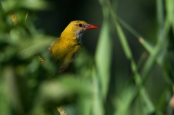 Žluva hajní  ( Oriolus oriolus )