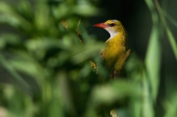 Žluva hajní  ( Oriolus oriolus )