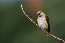 Žluva hajní  ( Oriolus oriolus )