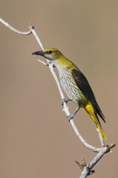 Žluva hajní ( Oriolus oriolus )