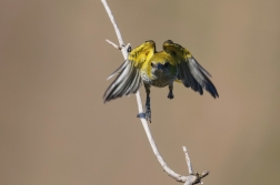 Žluva hajní ( Oriolus oriolus )