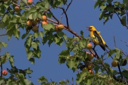 Žluva hajní  ( Oriolus oriolus )