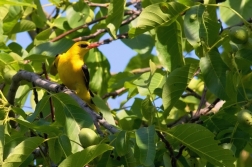 Žluva hajní  ( Oriolus oriolus )