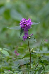 Zvonek kopřivolistý ( Campanula trachelium...