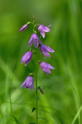 Zvonek řepkovitý ( Campanula rapunculoides...