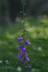 Zvonek řepkovitý ( Campanula rapunculoides...