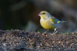 Zvonek zelený  ( Carduelis chloris )