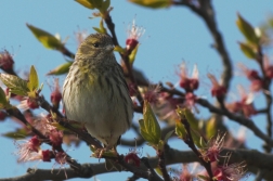 Zvonohlík zahradní  ( Serinus serinus )