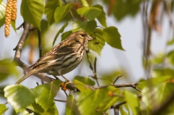 Zvonohlík zahradní  ( Serinus serinus )