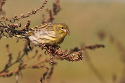 Zvonohlík zahradní  ( Serinus  serinus )