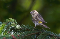 Zvonohlík zahradní  ( Serinus serinus )