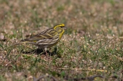 Zvonohlík zahradní  ( Serinus  serinus )