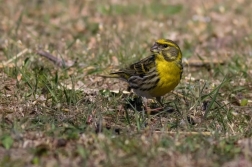 Zvonohlík zahradní  ( Serinus  serinus )