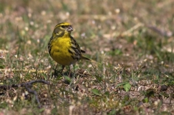 Zvonohlík zahradní  ( Serinus  serinus )